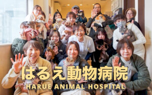 株式会社WELLNICA(ウェルニカ) デジタルサイネージ広告 / はるえ動物病院CM